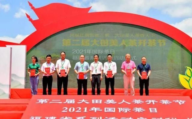 大田 开茶喽!三明大田“美人”娇艳绽放