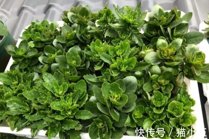 小齐|又到长寿花扦插季节，做好“2选3足”，15天长满白根！