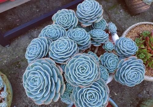 2款多肉很漂亮却经常被冷落，就是因为听说不好养，没养过得试试