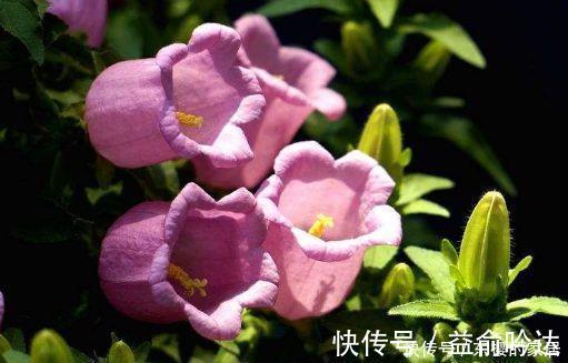 种花|4种花太美了,花色绚丽美观,多季节开花