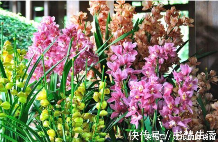 珍珠芦荟|4种花寓意好,家里养一盆,增福又纳财,养100盆也不嫌多!