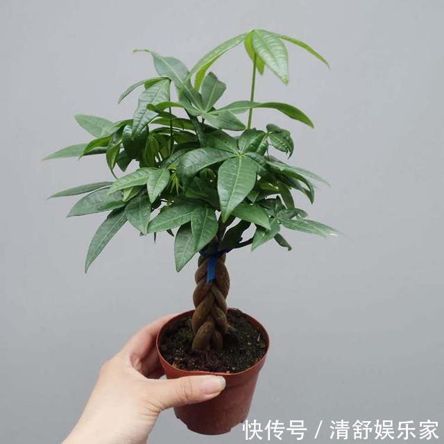 疯长|别再白花钱买花肥了，家里五毛钱一个的鸡蛋，养花猛蹿疯长。