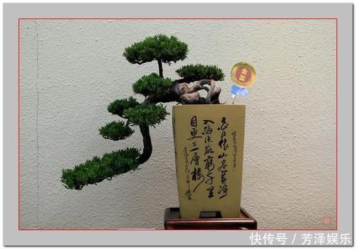 盆景|单独成派盆景多样有特色通派盆景怎么这么吸引人