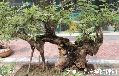 修剪|农村大爷不养花,用山上黄荆做成盆景,更具观赏性