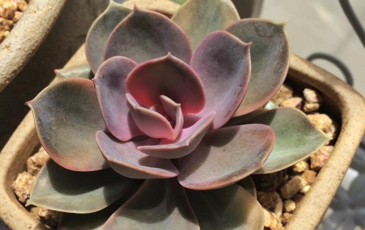 阳台上|多注意这3点,盆栽多肉紫珍珠,夏季茎叶根不化水腐烂