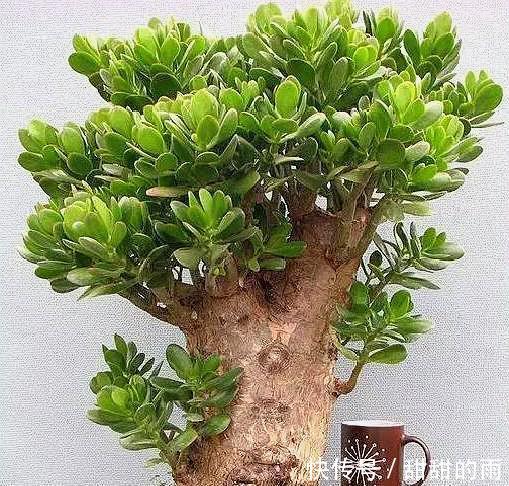 家庭养玉树,修剪讲究“时间”,才能枝繁叶茂,变成美盆景