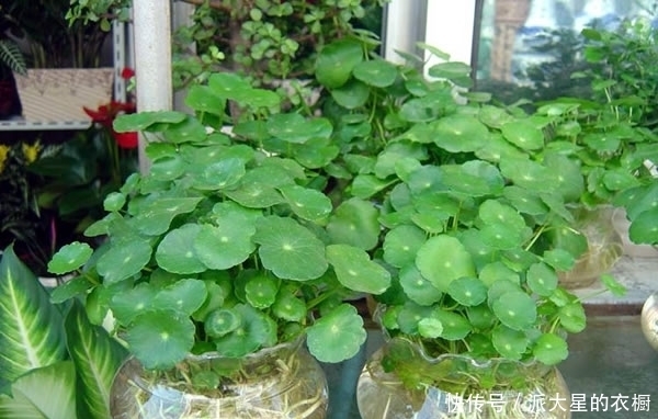 铜钱草好看,但好多人不知道怎么种植,快快收藏吧