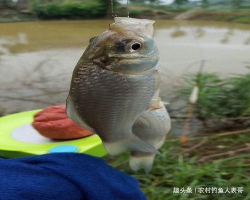 钓友们|夏季梅雨期降雨多难钓鱼，学会这三点技巧，梅雨期野钓不空军