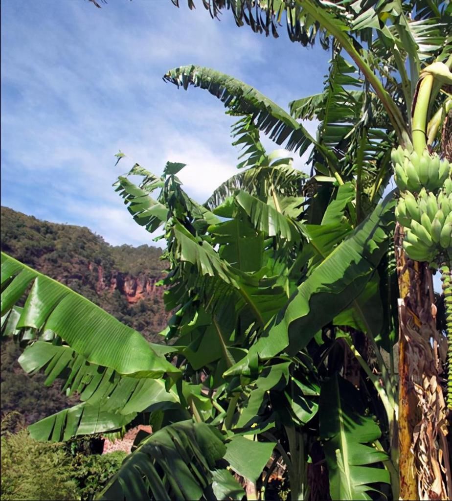 它们都有能遮风挡雨的大叶子,却叫香蕉树、芭蕉树,有什么区别?