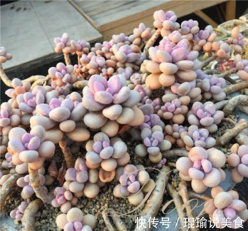 6种普货多肉,颜值高好养护,长成悬崖桩,看起来真过瘾!