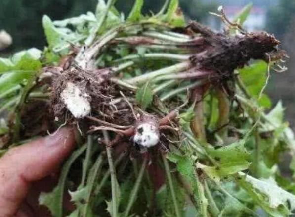 蒲公英属|中医：蒲公英配它“天造地设”，坚持7天肾变强，肝干净口臭没！