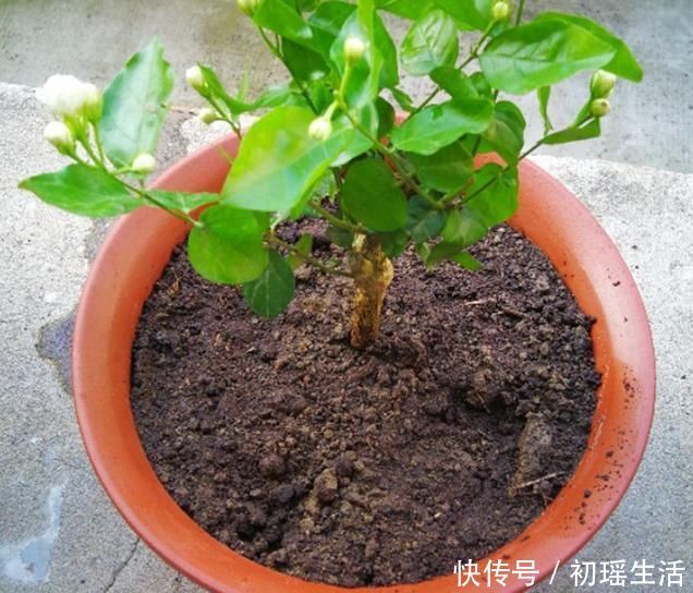 枝子|要让茉莉花枝子旺花苞多,需用2个方法,新枝新叶多花苞满枝