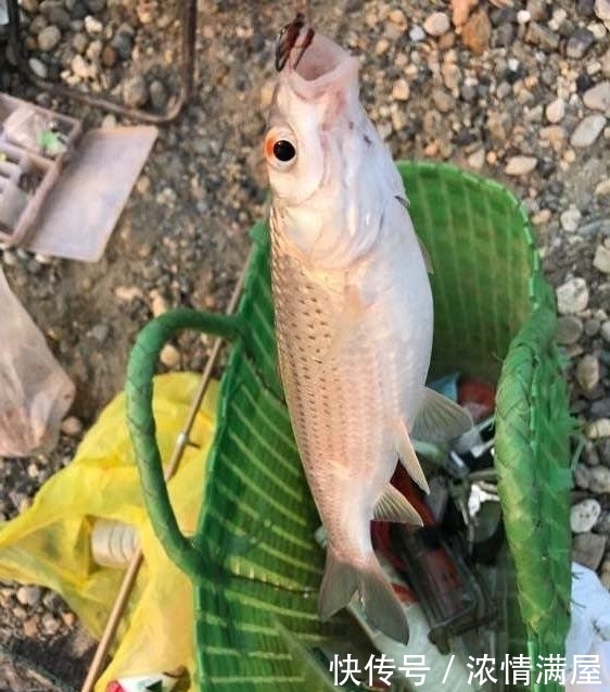 高温|顶着38度的高温才钓上的巨物,老婆却让我给卖了