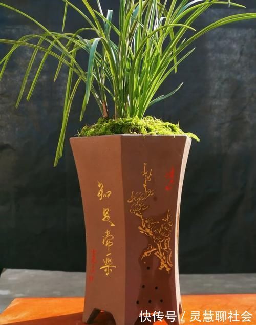 兰花什么时候必须换盆？这3种情况，只有换盆才能成活