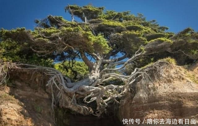 世界上最神奇的树，悬空在两座山间，没有土却已经活了300多年