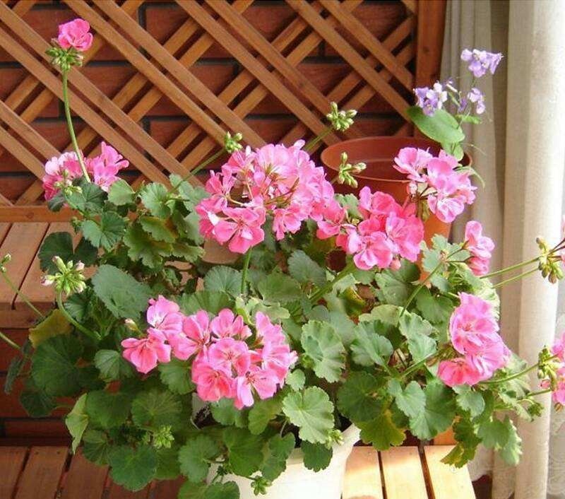 天竺葵有什么特点，天竺葵在夏季养护要注意哪些