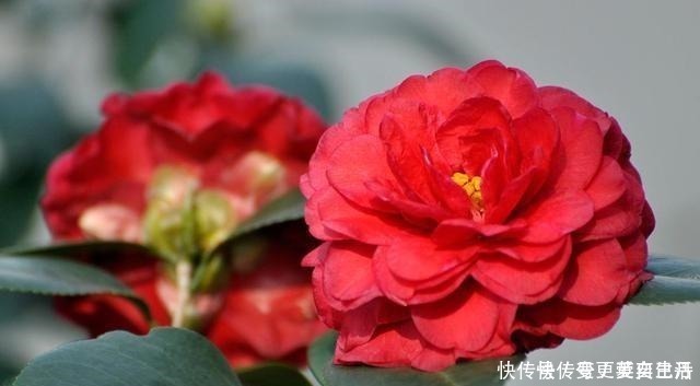 空气湿度|茶花掉花苞的原因,藏在一句“顺口溜”里,古人的经验,值得借鉴!