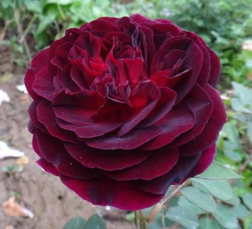  带有|比“手掌”还大的3款月季，花色十分美艳，带有强香，阳台党必养