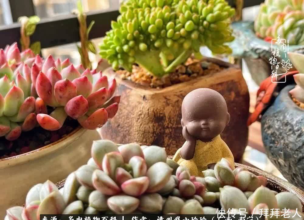 多肉与我,不负时光韶华!