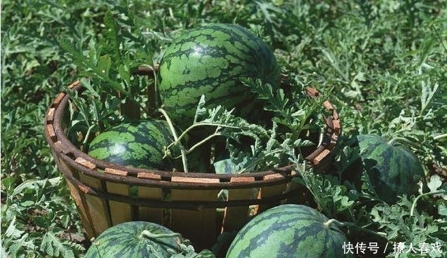 离开|朱元璋微服私访，跟一瓜农畅谈，离开后不足百米就下令杀掉他