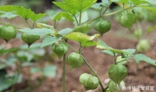 浆果|房屋边上一长相似“灯笼”的野草,浆果口感味道好,还能治肝炎