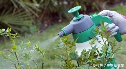 养不活|月季养不活?教你避开种死月季的五个陷阱,不走弯路做月季大神