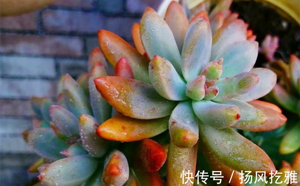 橙梦露|如何打造甜蜜色多肉?选对品种,养出糖心就是了,很少有人不喜欢