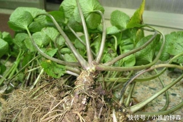 生长|芥末是一种酱料吗?错了,它其实来自一种植物,很多人不知道