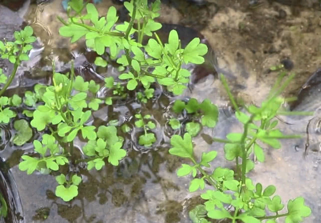 草药|长在路旁的一种“野草”，不但是鲜美的野菜，现在是一味民间草药