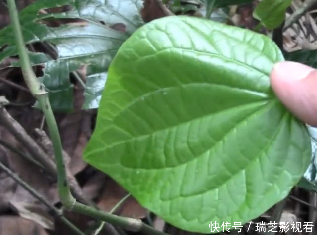  叶子|味道媲美紫苏的叶子，识货人当宝，不懂的当草，用来做菜味道一绝