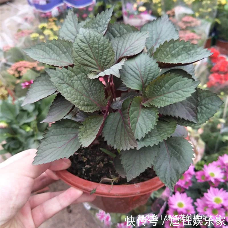 人养花 花也养人 4种花不仅长得漂亮，掐下叶子就是一盘菜！