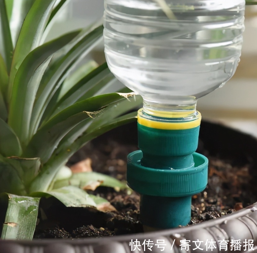 植物|养花最“坑人”的妙招,老花匠都不敢用,养花新手一定别尝试