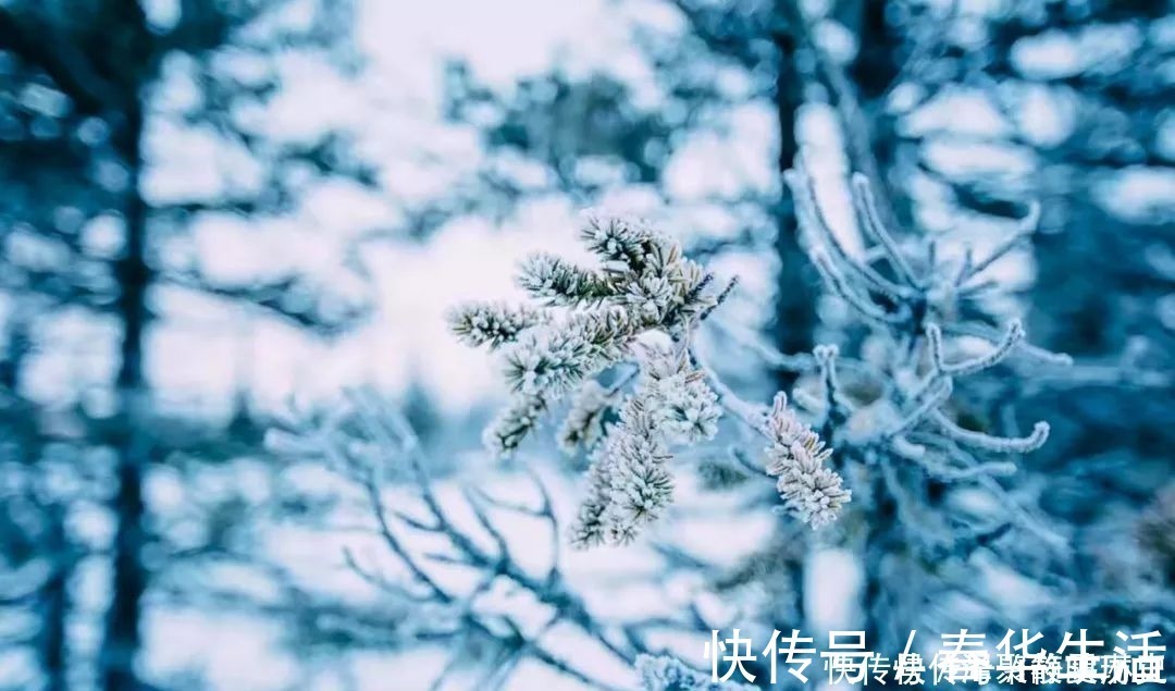韦应物#咏雪最好的8首诗词,藏着千古名句,哪一首是你心中的第一