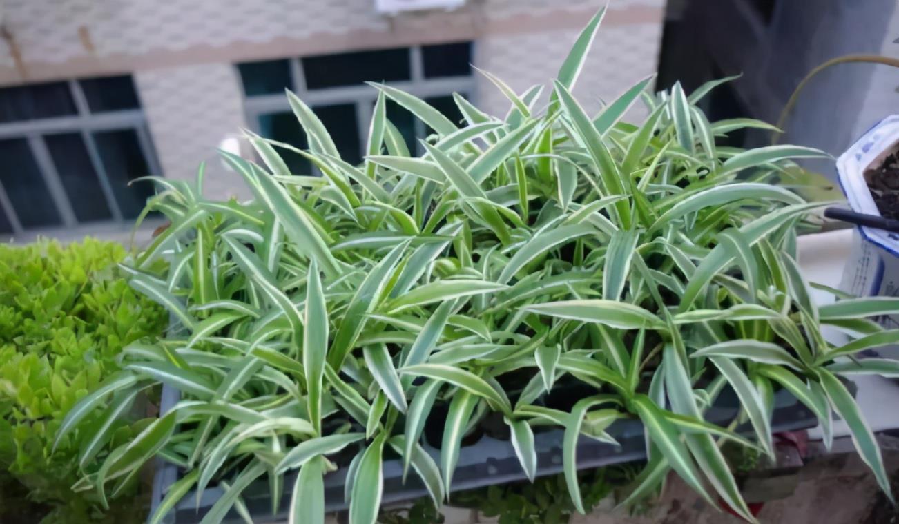 养花用啤酒,该怎么帮助根叶成长,改善土壤排水透气性?