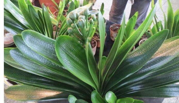 浇水|家里养君子兰,用以下方法,长的根深叶大,侧芽多,开花多!