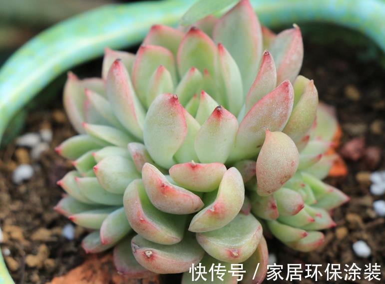 夏季|三伏天入手多肉,做好这些小事情,不烂根,养得好