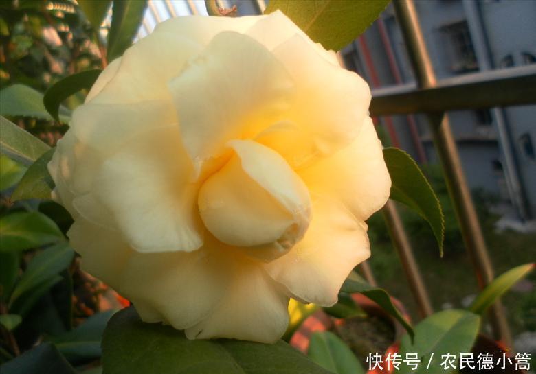 牡丹|此种木本花卉,漂亮不输牡丹,观赏价值高,养护容易,是盆栽佳品