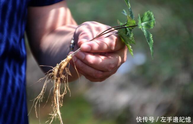 横扫|明朝中医私藏一生的“千古名方”3味药，横扫体内“阳气”