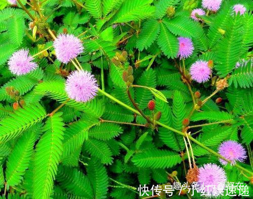 失眠|农村有些山珍野菜，防治咳喘、糖尿病、高血压、烦渴、失眠等症