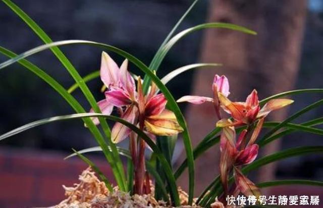 掌握室内养兰“6要素”,再难养的兰花也不烂根,长势好年年开花