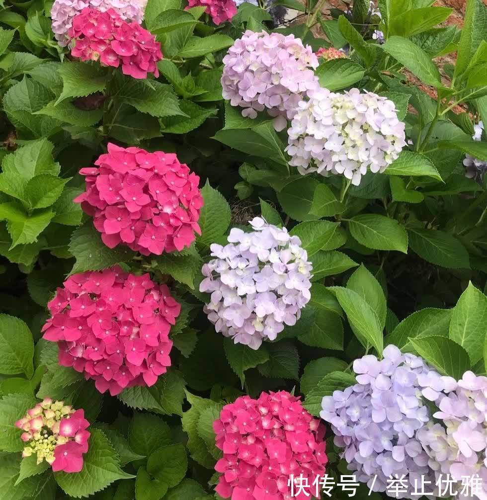 养好绣球花,有“2招”,枝子多花苞多开成花球