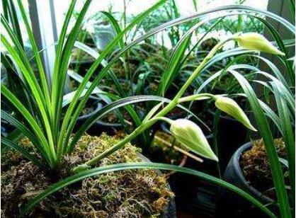 酸奶也能养兰花,15天一次,浇到根部,坐等爆盆开花就行