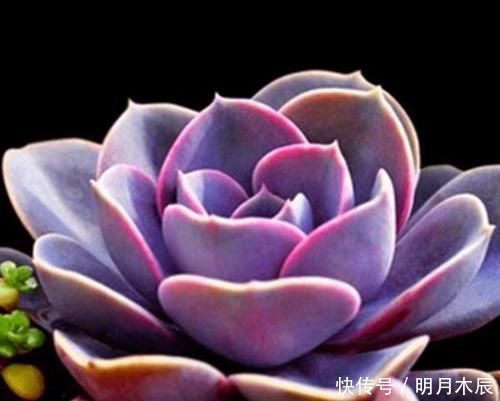 紫葡萄|多肉下面长了新芽怎么处理?顶上长的新芽怎么处理?