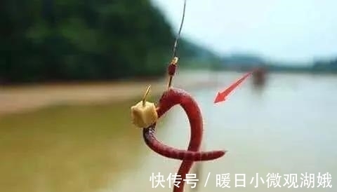 夏天|别再相信蚯蚓是万能饵了,夏天这样用饵,渔获少不了
