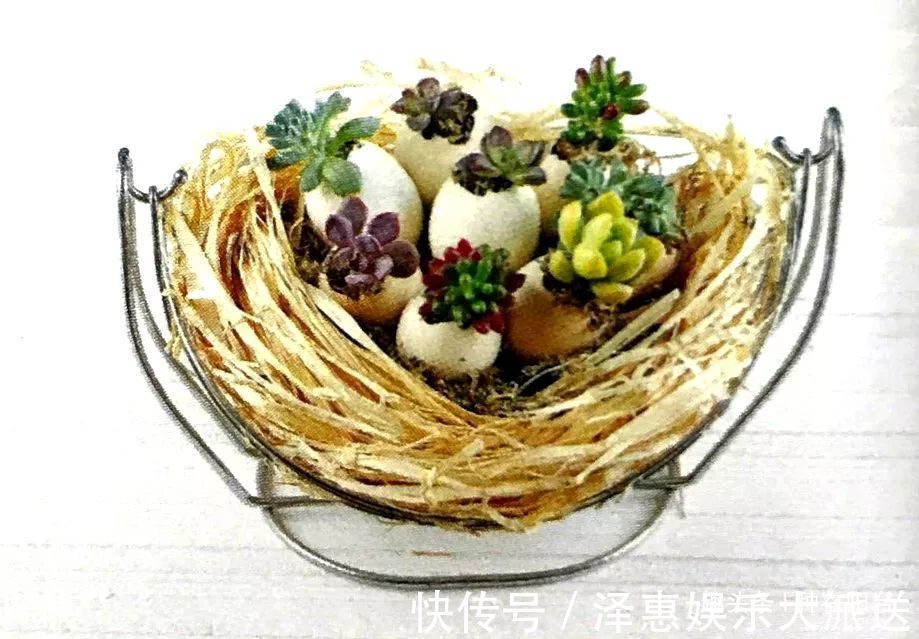 台友们|她用废弃的蛋壳“孵出”美丽的多肉植物,实在太迷你可爱了!