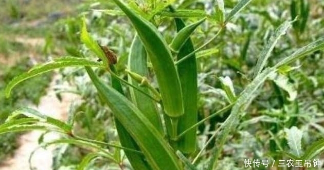 黄秋葵健胃护肠，让更优质美味的黄秋葵上市，仅需做好三点