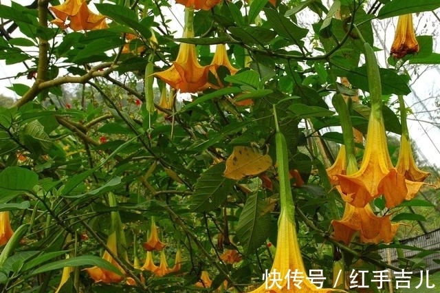 这花盛开时太妖娆，样子太美了，但毒性大离远点错不了