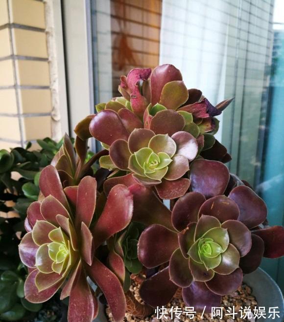 气生根|夏天来了，法师开始落叶了，浇上最后一遍水，度夏更轻松