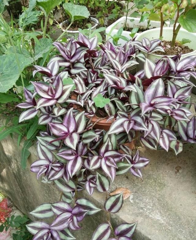 晾衣杆上养花,不占地又好看,养这几种砰砰开花