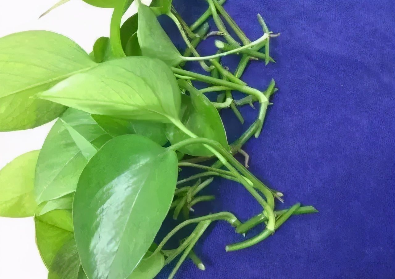 满盆|养花就得学会“捂”,用塑料袋捂一捂,冒出满盆花苞